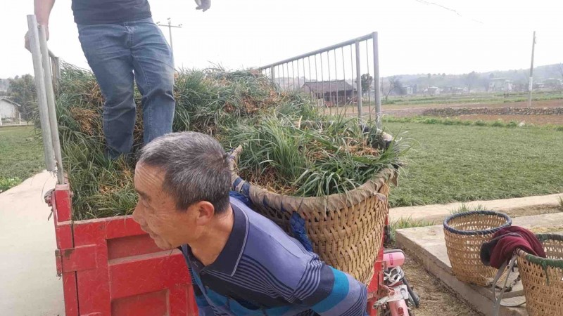 麦冬种植户
